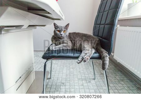 British Cat Posing On Black Modern Chair Indoor At Home. New Lovely Member Of Family Gray Kitten Res