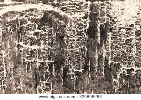 Abstract Tree Bark Textured Sepia Filter Background