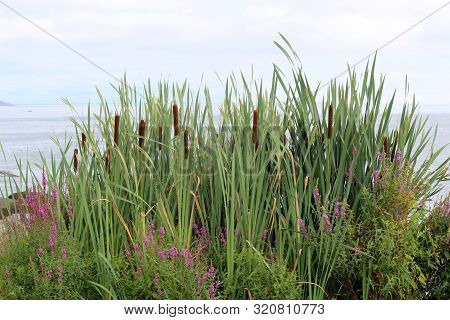 Long Ornamental Grasses, Flowers, And Cat-o-nine-tails Brightening Up The Stormy Skies At The Beach.