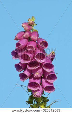 Foxglove - Digitalis Purpurea Against Blue Sky