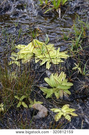 Common Butterwort - Pinguicula Vulgaris 
Insectivorous Plant With Seed Pods On Wet Peat