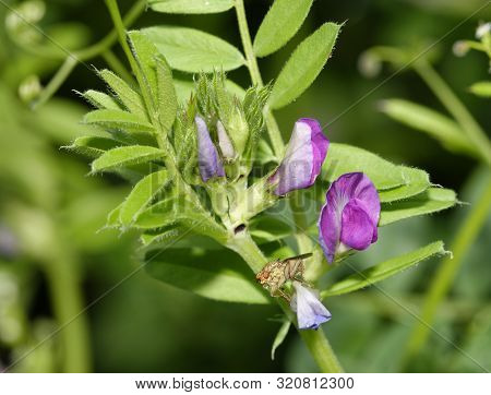 Common Vetch - Vicia Sativa 
With Yellow Dung-fly - Scathophaga Stercoraria