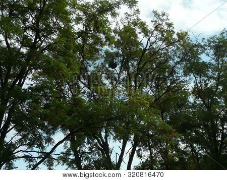 Tall Trees In The Month Of September Are Still With Green Leaves.