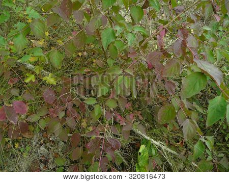 bush with beautiful leaves, green-yellow grows in nature.