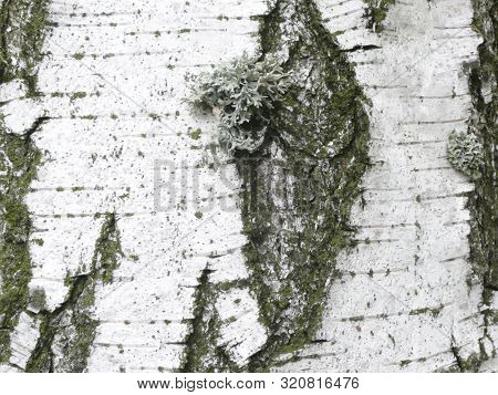 a birch from a very close distance, and a small plant grows on it.
