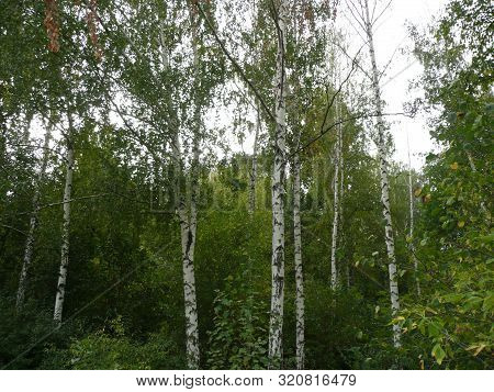 Birch Grove, In The Month Of September. The Leaves Are Still Green.
