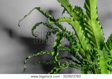 Houseplant Asplenium Nidus