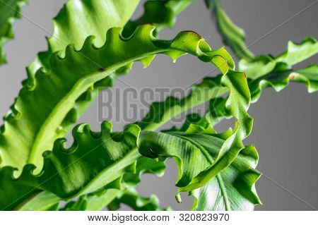 Houseplant Asplenium Nidus