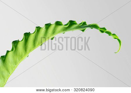 Houseplant Asplenium Nidus
