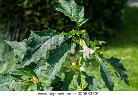 Shrub Of Datura Stramonium Or Jimson Weed With White Blossom In Herbal Garden