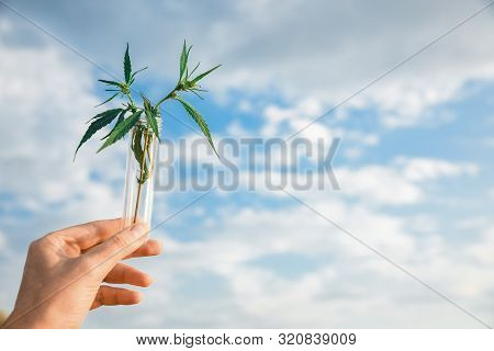 Cannabis Leaf And Bush In A Test Tube In Hand Background The Sky. Concept Of Growing Hemp For Oil, M