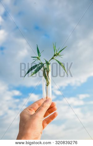 Cannabis Leaf And Bush In A Test Tube In Hand Background The Sky. Concept Of Growing Hemp For Oil, M