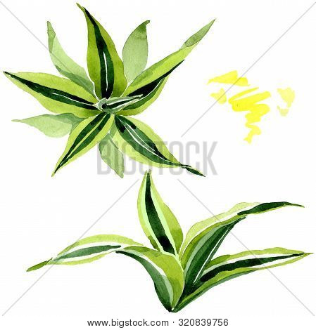Dracena Green Leaves. Leaf Plant Floral Foliage. Watercolor Background Set. Isolated Dracena Illustr