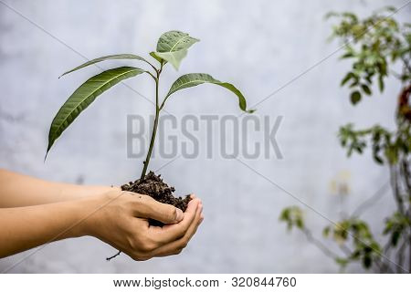 Close Up Of Hands Of A Farmer Holding A Green-colored Plant In His Hands, Concept Of Van Mahotsav An