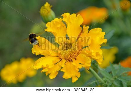 Bumblebee Sitting On On Yellow Pumpkin Flower And Colecting Polle