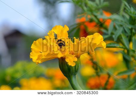 Bumblebee Sitting On On Yellow Pumpkin Flower And Colecting Polle