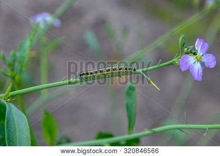 A Big Green Caterpillar With Black Dots Crawls Along A Thin Branch To A Purple Flower Against The Ba