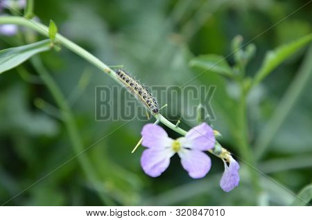 A Big Green Caterpillar With Black Dots Crawls Along A Thin Branch To A Purple Flower Against The Ba