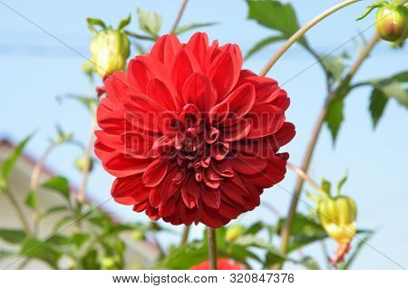 Flower Of Red Chrysanthemums On A Colorful Background. Soft Focus Blur