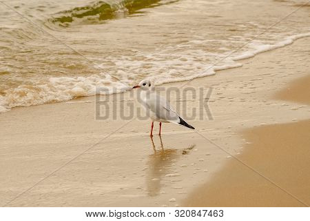 Seagull Portrait Against Sea Shore. Close Up View Of White Bird Seagull Sitting By The Beach.
