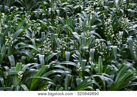 Field Of Xiphidium Caeruleum Aubl. (cola De Paloma) Ornamental Plants For Decorative Purposes In Gar