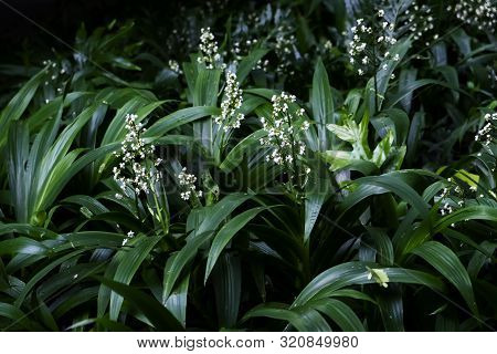 Field Of Xiphidium Caeruleum Aubl. (cola De Paloma) Ornamental Plants For Decorative Purposes In Gar