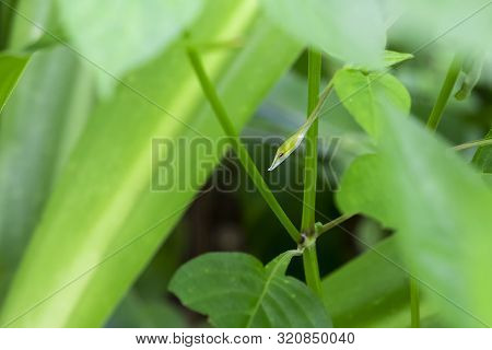 Long-nosed Whip Snake, Green Vine Snake (ahaetulla Nasuta) Hanging On The Tree. Small And Cute Green