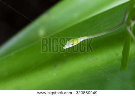 Long-nosed Whip Snake, Green Vine Snake (ahaetulla Nasuta) Hanging On The Tree. Small And Cute Green