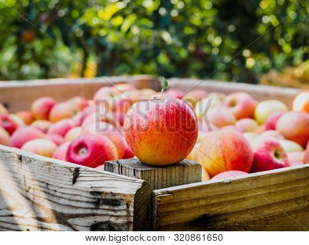 Red Apple On A Wooden Palot In The Field Of Apple Trees