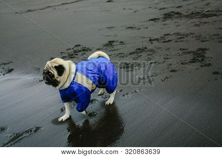 Pug In Blue Overalls On The Beach With Dark Sand In Cloudy Weather