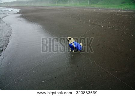 Pug In Blue Overalls On The Beach With Dark Sand In Cloudy Weather