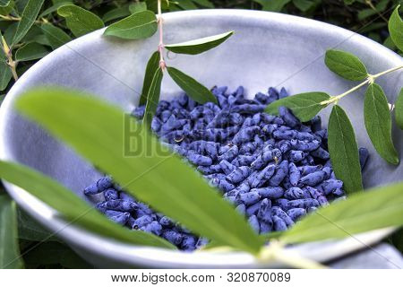 Bowl Of Honeysuckle Berry Or Woodbine With Green Leaves And Branches. Close Up View.