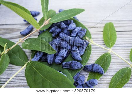 Honeysuckle Berry Or Woodbine With Green Leaves On Light Coloured Wooden Background. Close Up View.