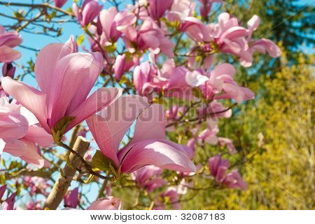Magnolia Tulip Tree