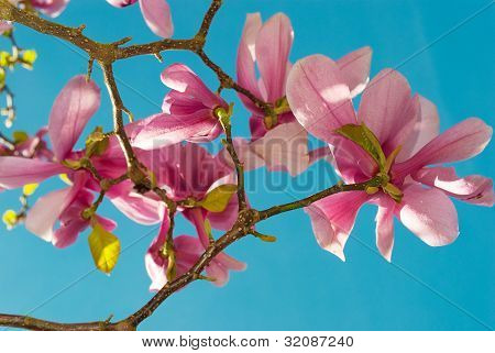 Magnolia Tulip Tree