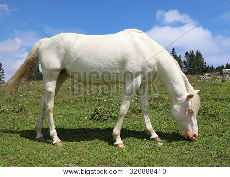 Young White Albino Horse Grazing Green Grass In Meadow In Mountain