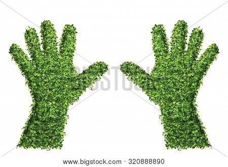 Hand Shape Symbol From The Ficus Pumila Leaf (ficus Pumila), Isolated On White. For Green And Eco Co