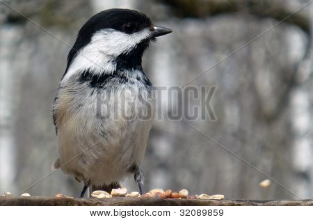 ดำปรบมือโปรไฟล์ Chickadee