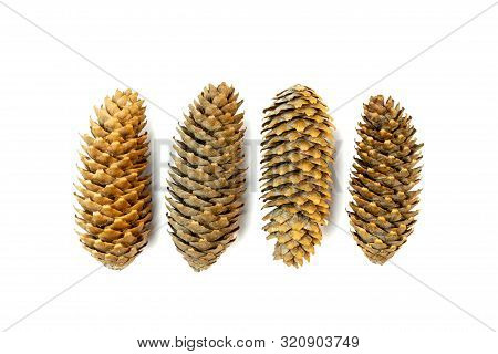 Variety Of Pinecones Isiolated On White Background.