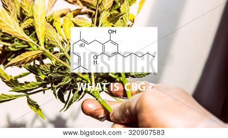 Cannabigerol Cannabinoid Compounds In The Female Cannabis Plant. Cbg Element In Medical Marijuana St