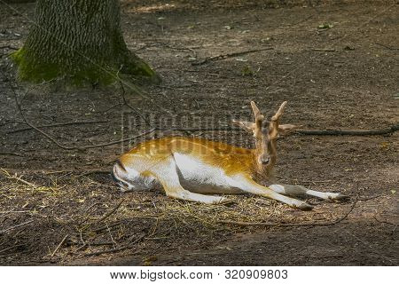 Kharkiv State Zoological Park