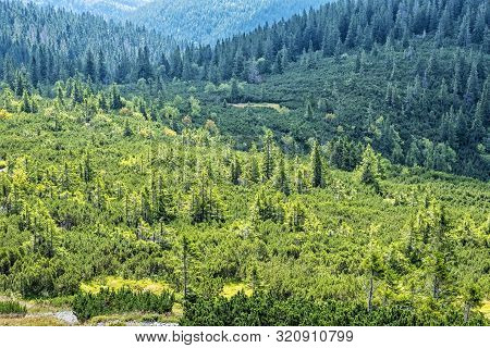 Dwarf Mountain Pine And Coniferous Forest, Low Tatras, Slovak Republic. Seasonal Natural Scene. Trav