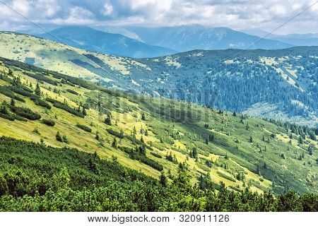 Dwarf Mountain Pine And Coniferous Forest, Low Tatras, Slovak Republic. Seasonal Natural Scene. Trav
