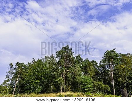 Polish Wild Forest - Kampinos National Park, Poland