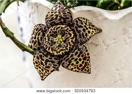 Stapelia Cactus Close Up Macro Photography For Background. Exotic Flowers
