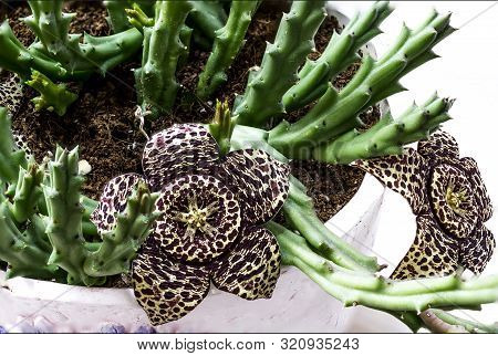 Stapelia Cactus Close Up Macro Photography For Background. Exotic Flowers