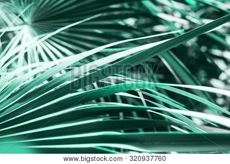 Tropical Palm Leaves Shadow On Green Background. Nature Concept, Copy Space, Neo Mint, Biscay Green 