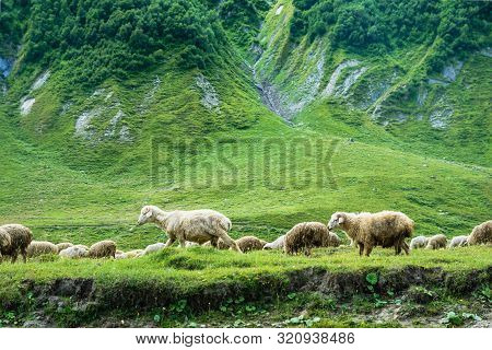 Sheep Grazing At Truso Valley And Gorge  Landscape On Trekking / Hiking Route, In Kazbegi, Georgia.