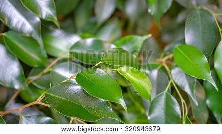 Green, Smooth, Bright Leaves Of The Weeping Fig's Or Ficus Benjamina.