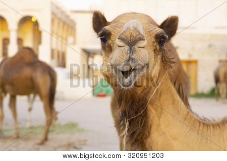 Compound Full Of Camels In The Centre Of Doha, Qatar, With Souq Waqif In The Background. Kings Guard